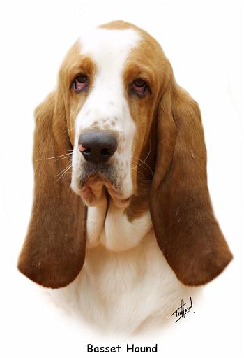 Basset Hound 9J055D-18_2.jpg